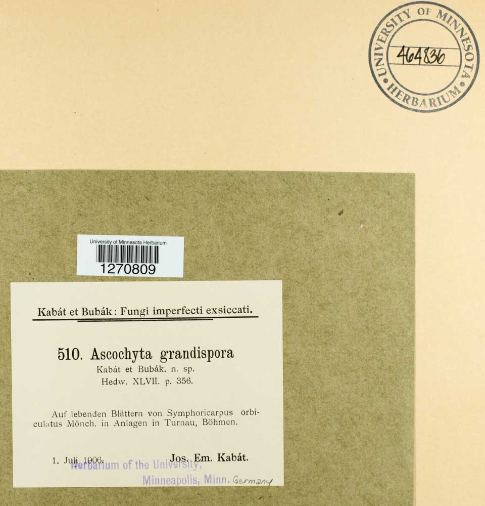 Ascochyta grandispora image