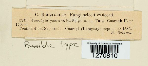 Ascochyta guaranitica image