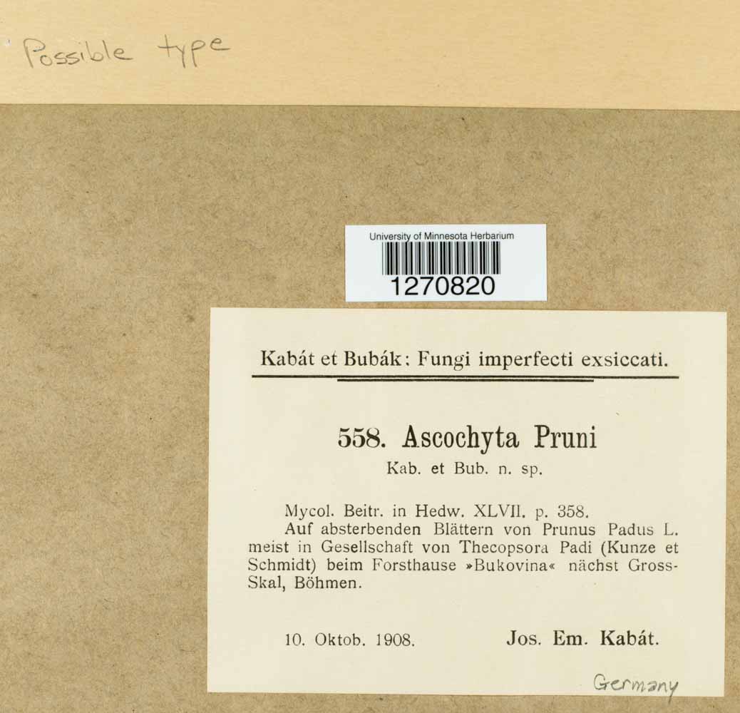 Ascochyta pruni image