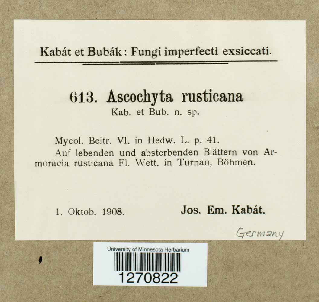 Ascochyta rusticana image