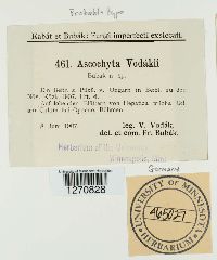 Ascochyta vodakii image