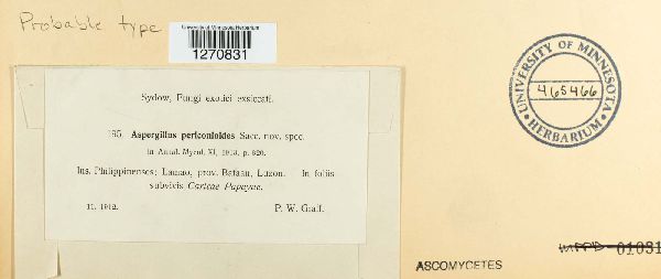 Aspergillus periconioides image