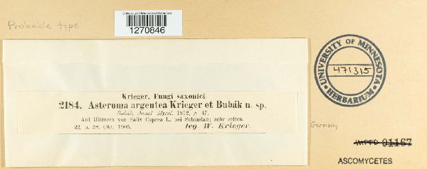 Asteroma argentea image