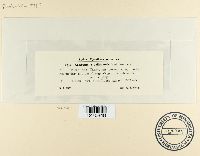 Media resource of Asteromella bellunensis