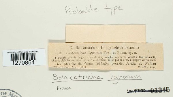 Bolacotricha lignorum image