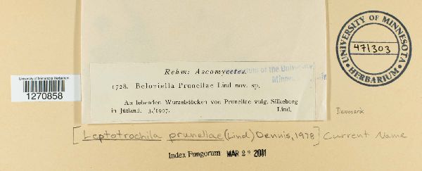 Leptotrochila prunellae image