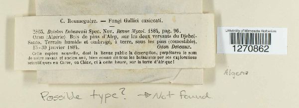 Boletus debeauxii image