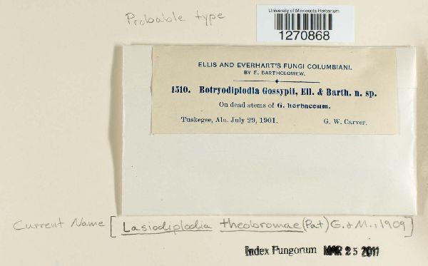 Lasiodiplodia theobromae image