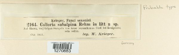 Calloria subalpina image