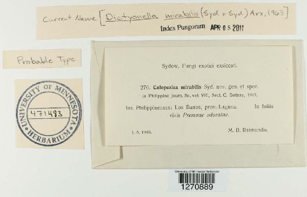 Dictyonella mirabilis image