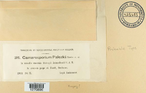 Camarosporium palezkii image