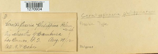 Ceratosphaeria philippinarum image