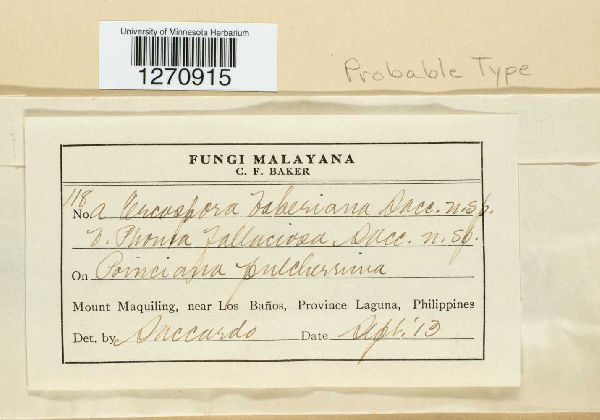 Cercospora bakeriana image