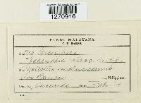 Cercospora bakeriana image