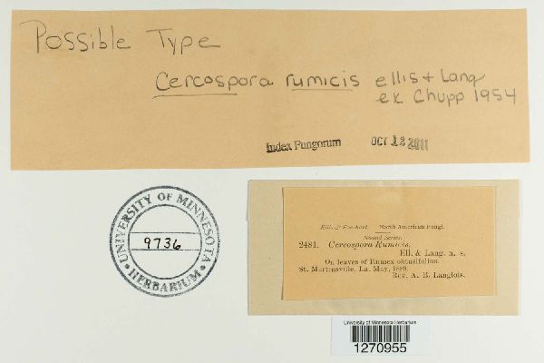 Cercospora rumicis image