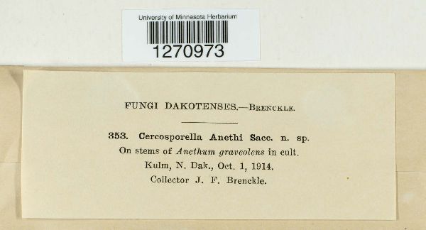Cercosporella anethi image