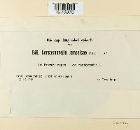 Pseudocercosporella capsellae image