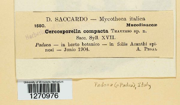 Cercosporella compacta image