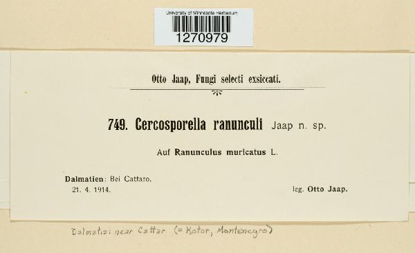 Cercosporella image