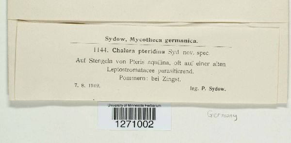 Chalara pteridina image