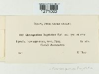 Image of Clasterosporium flagellatum