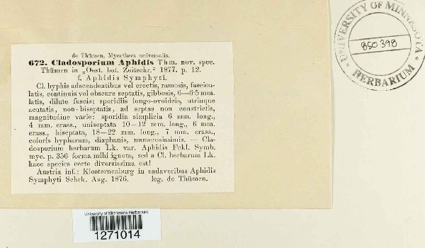 Cladosporium aphidis image