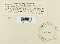 Graphiopsis chlorocephala image