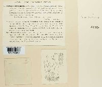 Media resource of Clavulinopsis luteo-ochracea