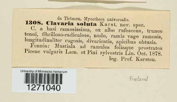 Clavaria soluta image