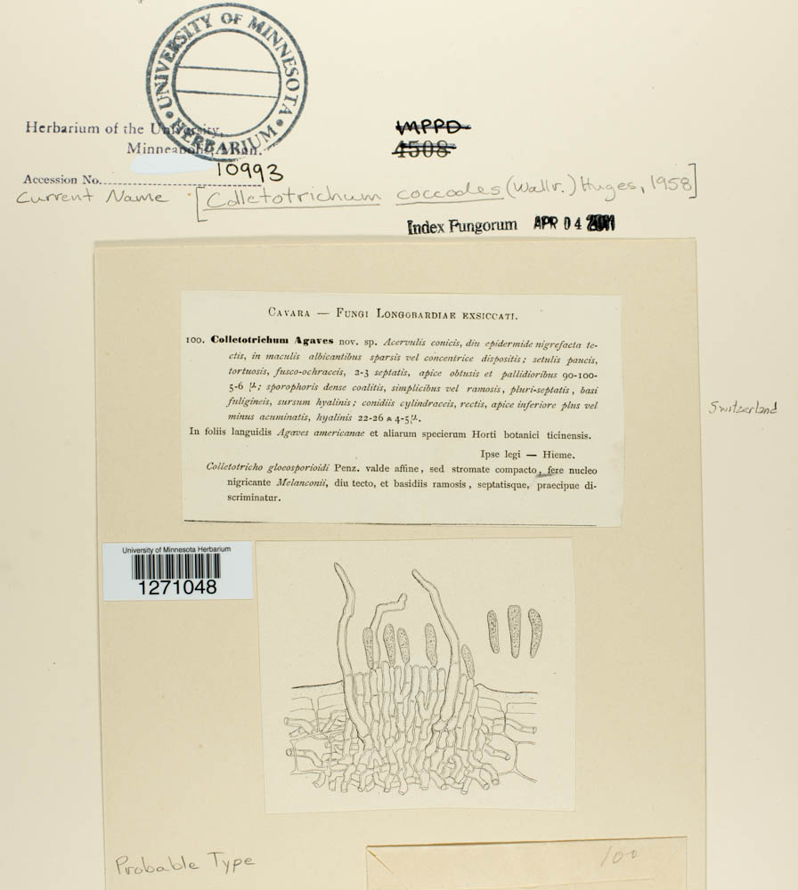 Colletotrichum coccodes image