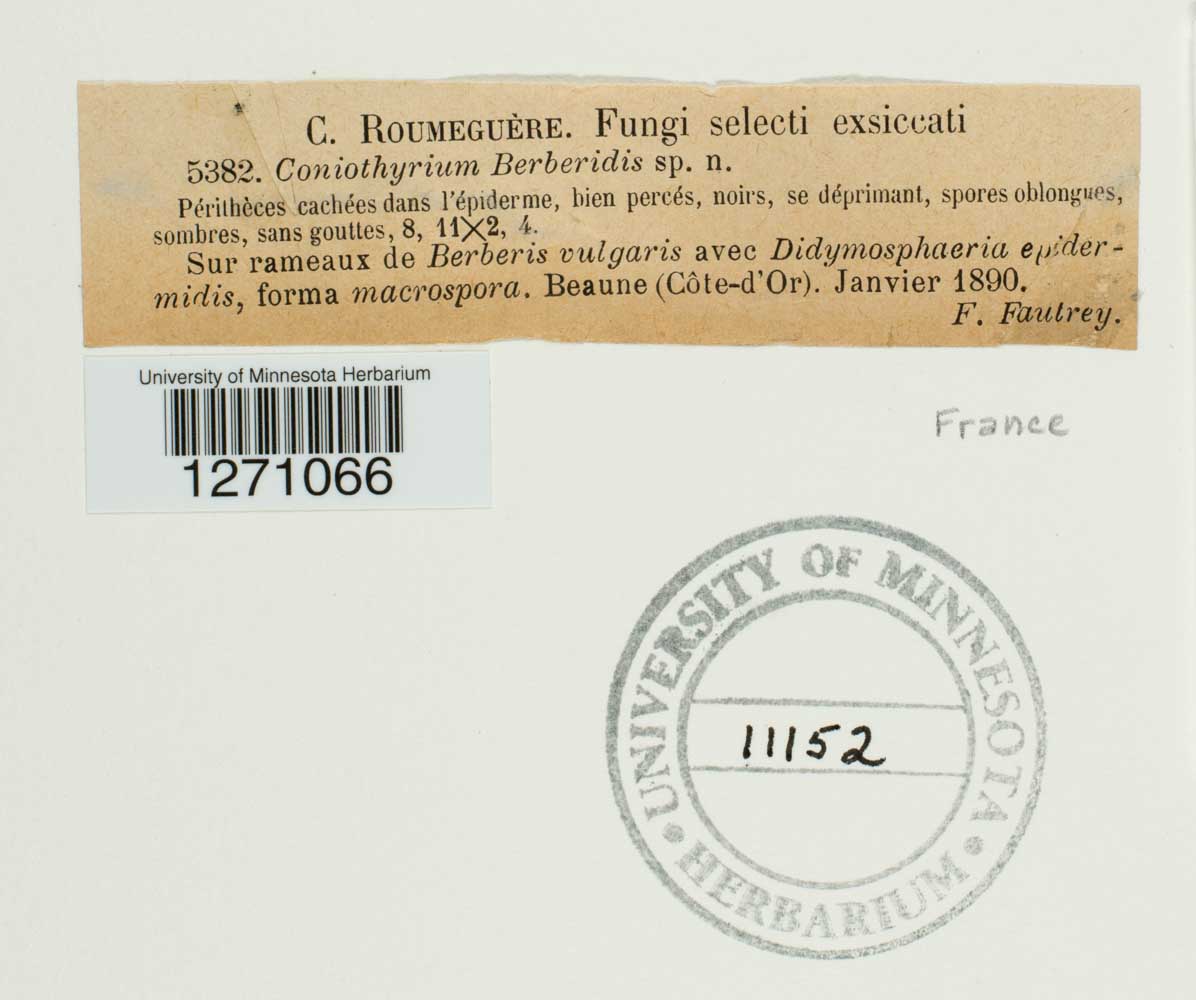 Coniothyrium berberidis image