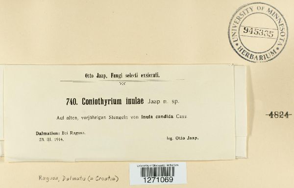 Coniothyrium inulae image