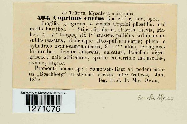 Coprinellus curtus image