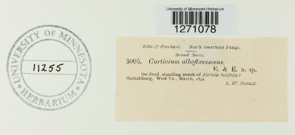 Corticium alboflavescens image