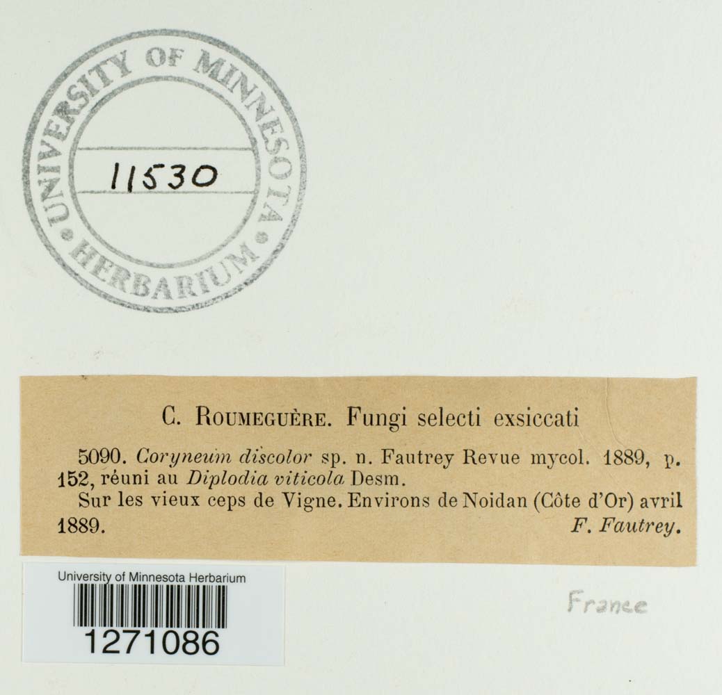 Coryneum discolor image