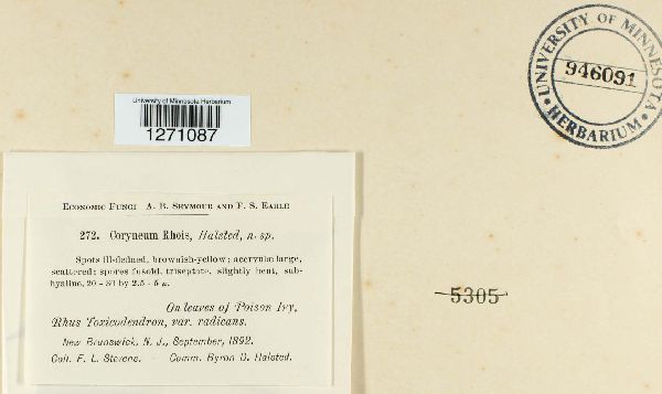 Coryneum rhois image