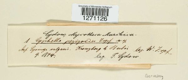 Cyphella pezizoides image