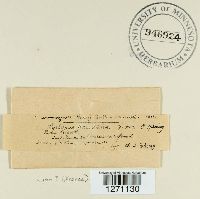 Media resource of Cystopus parietariae