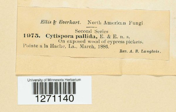 Cytospora pallida image