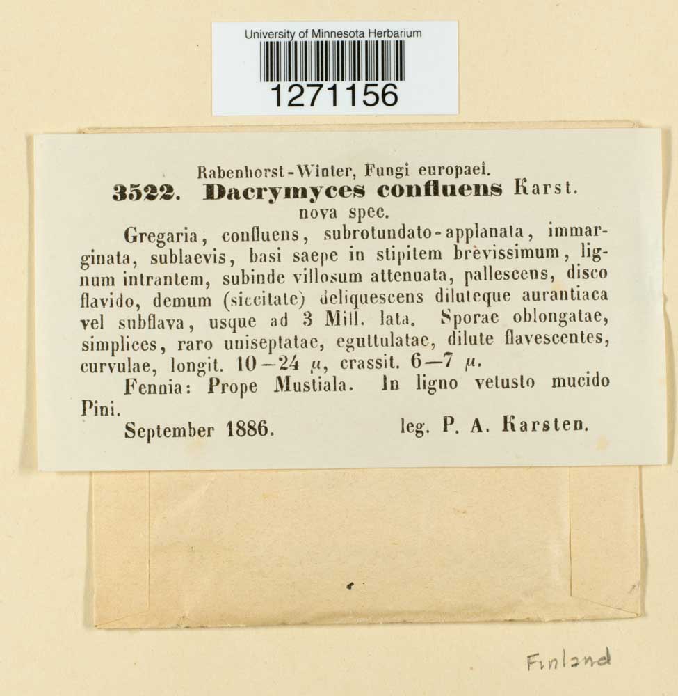 Dacrymyces confluens image