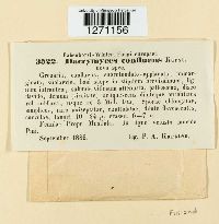 Media resource of Dacrymyces confluens