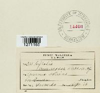 Lasiodiplodia theobromae image