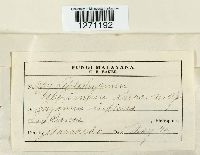 Media resource of Leptothyrium bakerianum