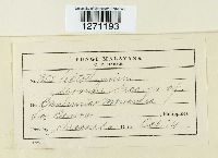 Thumbnail image of current specimen