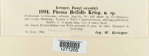 Phoma bellidis image