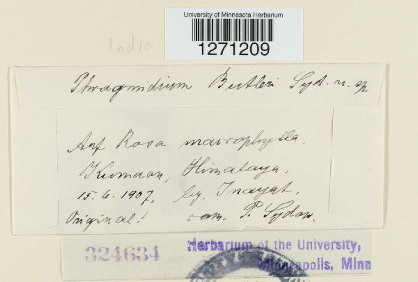 Phragmidium butleri image