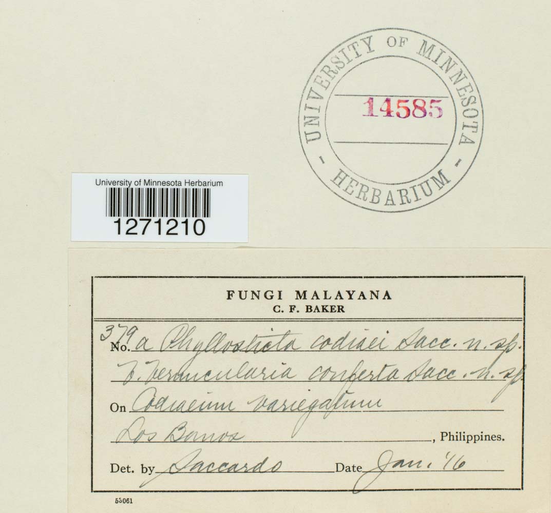 Phyllosticta codiaei image