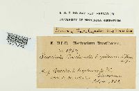 Puccinia baccharidis image