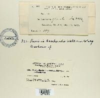 Puccinia baccharidis image