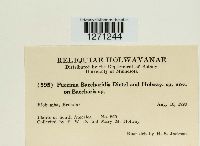 Puccinia baccharidis image